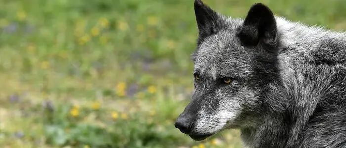 In Matrei wurde ein Wolf zum Abschuss freigegeben (Symbolfoto)