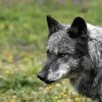 In Matrei wurde ein Wolf zum Abschuss freigegeben (Symbolfoto)