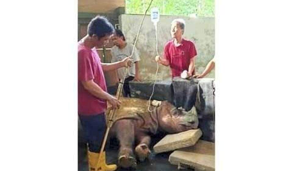 Große Sorge um Sumatra-Nashorn &quot;Tam&quot;