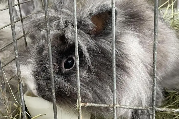 Am Welttierschutztag segnete Bruder Elias Unegg die Tiere. Zu den Besuchern der Ausstellung zählte auch Bürgermeister Helmut Linhart.