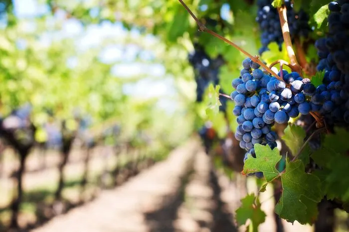 Bodega Santa Catarina, im verborgenen Tal der Weine. Wie vor Jahrhunderten ziehen sich die Weinterrassen in einem der schönsten Täler des Tramuntana-Gebirges den Hang hinauf. Es heißt, dass schon die Römer in diesen hervorragenden Lagen Rebstöcke angebaut haben. Im Jahr 1985 nahm das Weingut die Produktion erneut auf und stellt seitdem international bekannte und preisgekrönte Weine aus den mallorquinischen Rebsorten Prensal Blanc, Manto Negro und Callet her. So eindrucksvoll wie die Natur ist auch der Höhlenkeller aus Sandstein, in dem Rotweine in 225-Liter-Fässern aus amerikanischer und französischer Eiche in Ruhe altern.