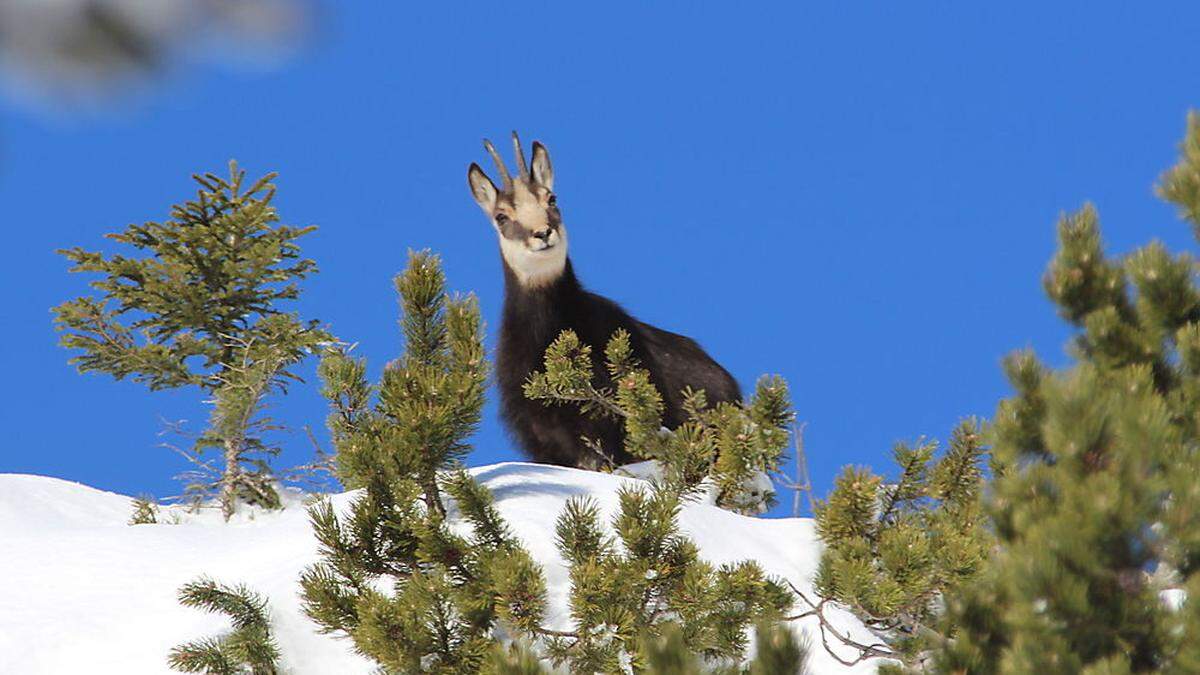 Die Gamsbrunft ist ein Naturschauspiel