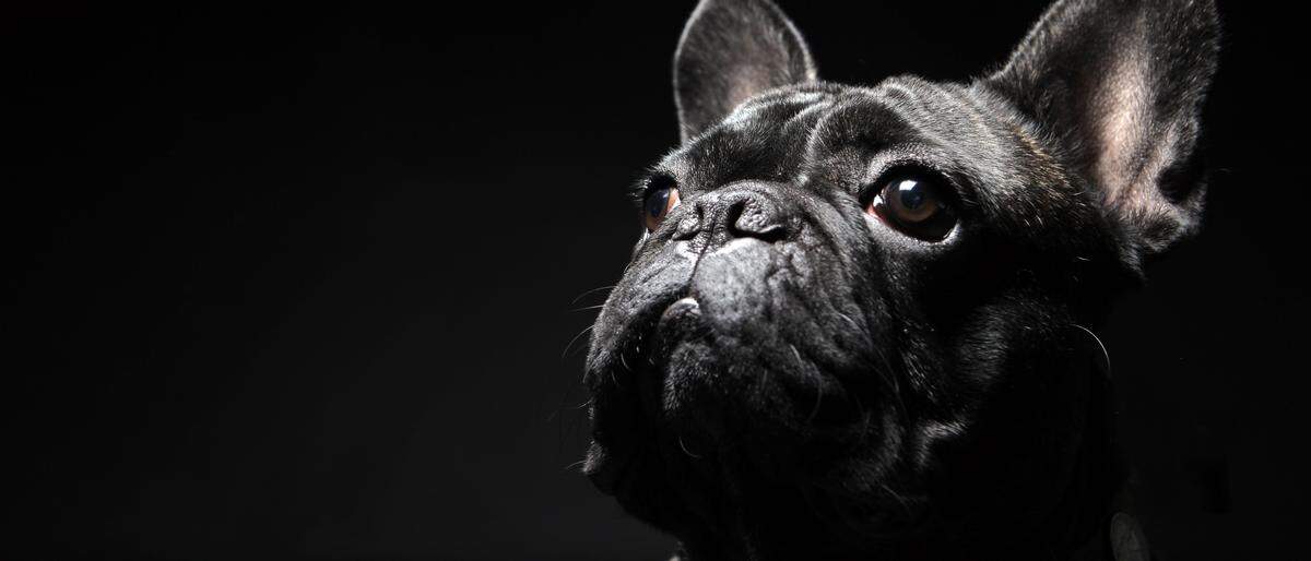 Französische Bulldoggen leiden unter ihren kurzen Nasen