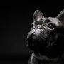 Französische Bulldoggen leiden unter ihren kurzen Nasen