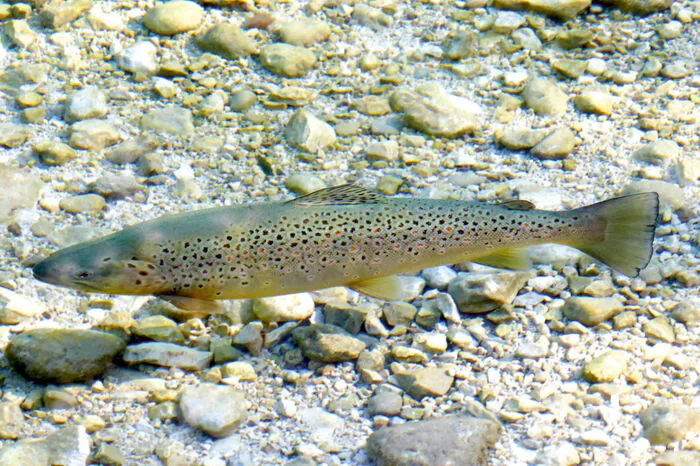 Ein mit einem Lied bedachter Bewohner von kühlen, Sauerstoff-reichen und gut strukturierten Fließgewässern (also hellen, klaren Bächlein) wurde zum Fisch des Jahres gekürt: Die Bachforelle (Salmo trutta fario). Mehr als zwei Drittel der Bäche und Flüsse Österreichs gelten als 'Forellenregion', doch sie sei laut Beprobungen nicht einmal mehr in der Hälfte dieser Gewässer verbreitet, so der Fischereiverband.