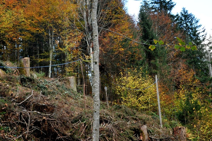 Die Schlägerungsstelle