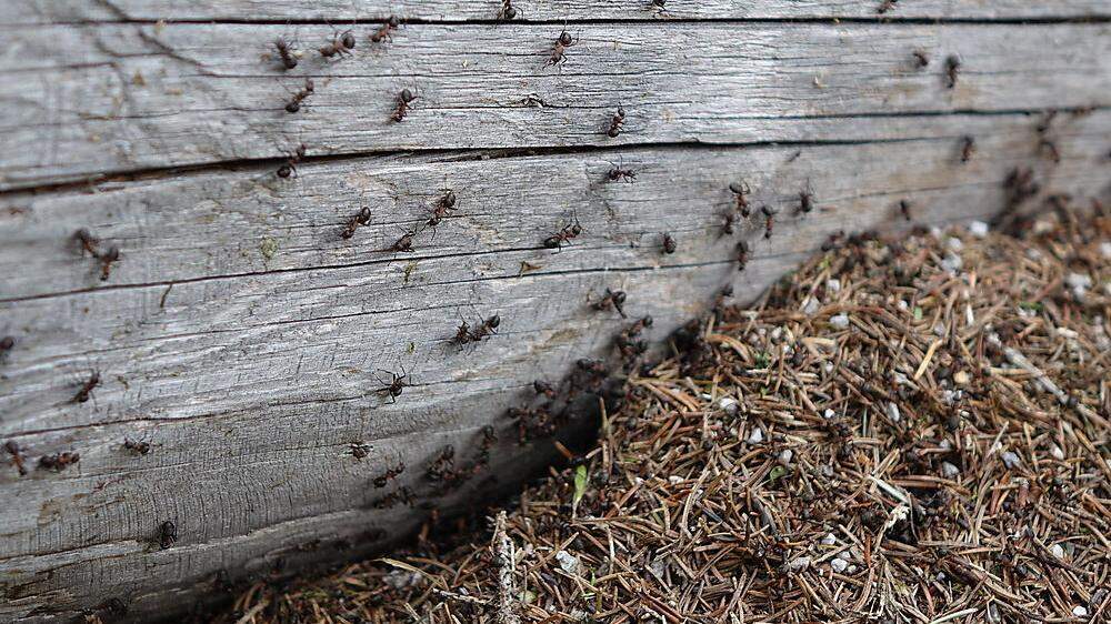 Einige Ameisen schwärmen im Hochsommer zum Hochzeitsflug aus, um sich zu paaren
