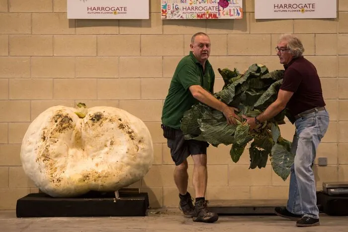 Bei der "Harrogate Autumn Flower Show" werden jedes Jahr Blumen und Gemüse ausgestellt.