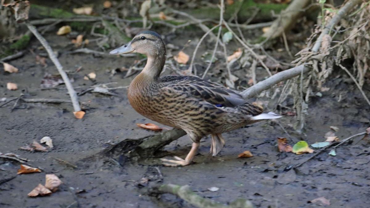 Das Entenküken am Biotop in Knittelfeld 