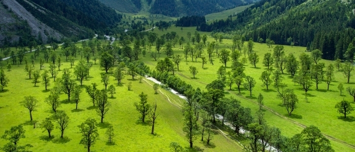 Der große Ahornboden in Tirol