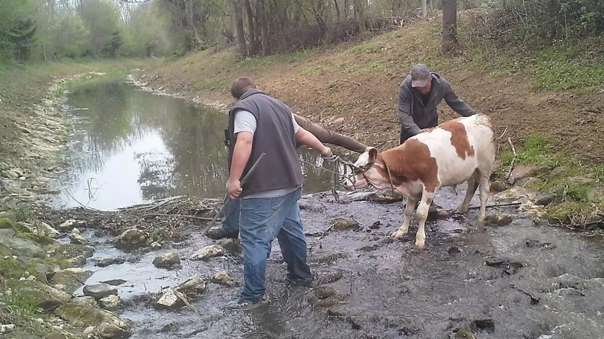 Mitglieder der Feuerwehr Halbenrain konnten das lauffreudige Tier schließlich wieder einfangen