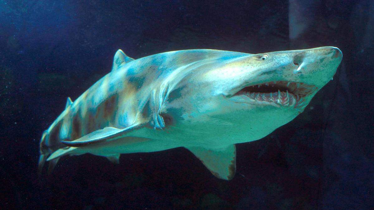 Dass ein Tigerhai einen Igel frisst, wurde zuvor noch nie beobachtet
