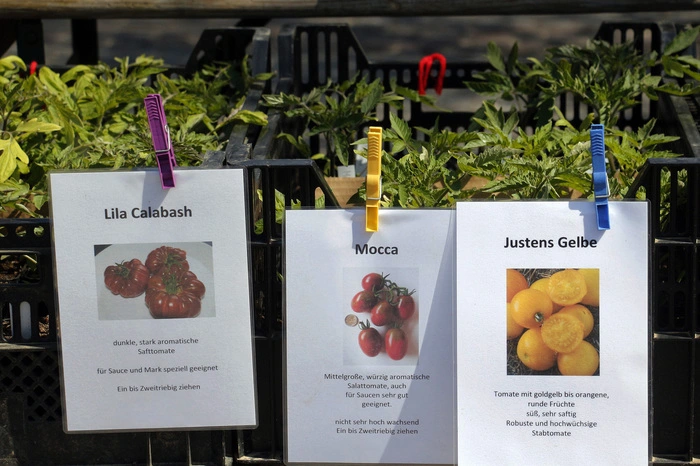 Die Sortenvielfalt war enorm, hunderte unterschiedlichste Tomaten-, Paprika- und Pfefferoni-Pflänzchen sowie seltene Sorten aller Gemüsearten wechselten die Besitzer.