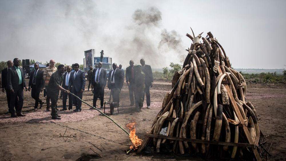 Kongos Präsident Joseph Kabila hat einen Turm aus aufgeschichteten Elefanten-Stoßzähnen in Brand gesetzt