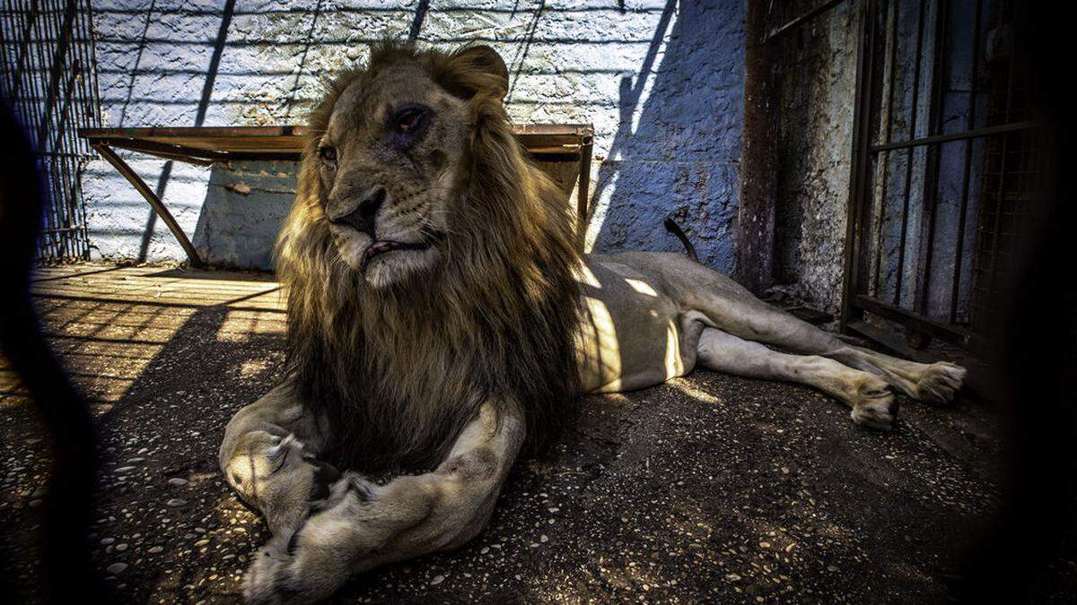 Auch dieser Löwe soll aus seinem Zoo befreit werden 