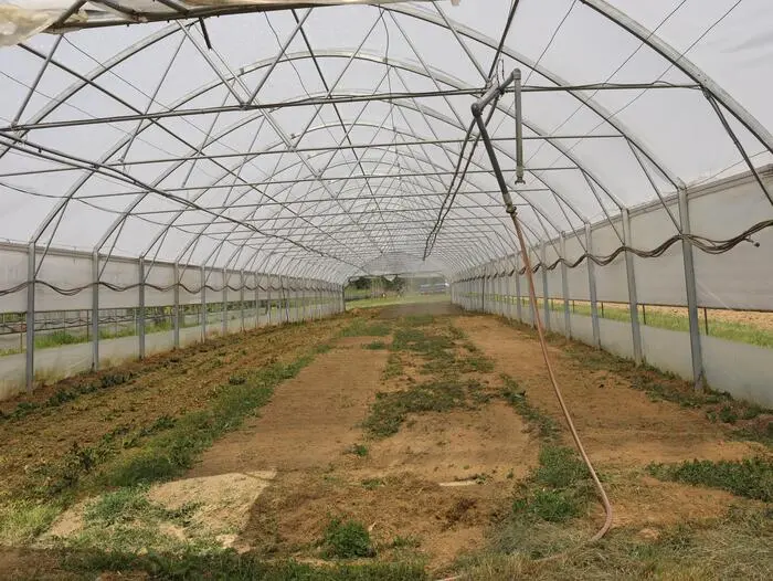 Im Kötschmanngraben bei Ludersdorf-Wilfersdorf reiht sich ein Folientunnel nach dem anderen; Rupert Hütter baut hier Gemüse aller Art an
