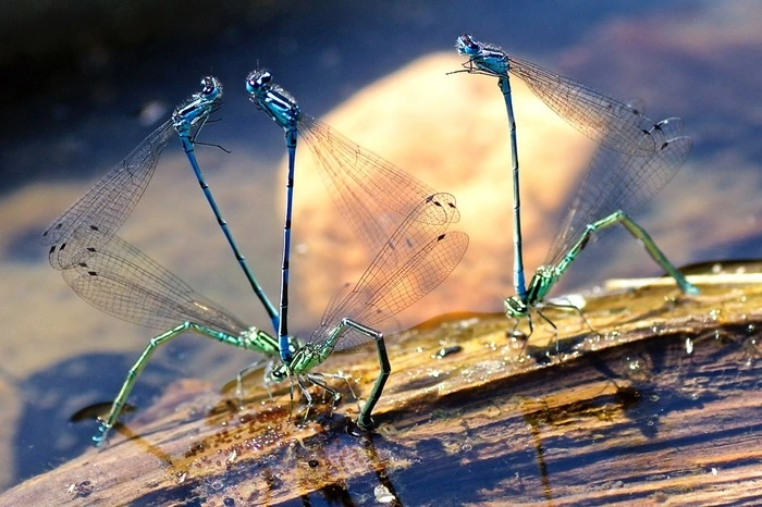 Insekten müssen auch trinken. Auch Wasserbereiche steigern die Artenvielfalt im Garten. Die Gestaltungsmöglichkeiten reichen von kleinen Wasserschalen für Vögel und Insekten, bepflanzten Wassertrögen bis zum Teich. Flache Wasserschalen mit Steinen darin eignen sich (die Insekten können so wieder herausklettern) in jedem noch so kleinen Garten. Ein naturnaher Teich (ohne Goldfische) kann hingegen gleich zum Lebensraum für Frösche, Molche und Libellen werden. Für die neuen Teichbewohner muss allerdings auch das Umfeld stimmen. Werden Teiche richtig bepflanzt, fühlen sich Amphibien und Insekten wohl und siedeln sich selbst an.