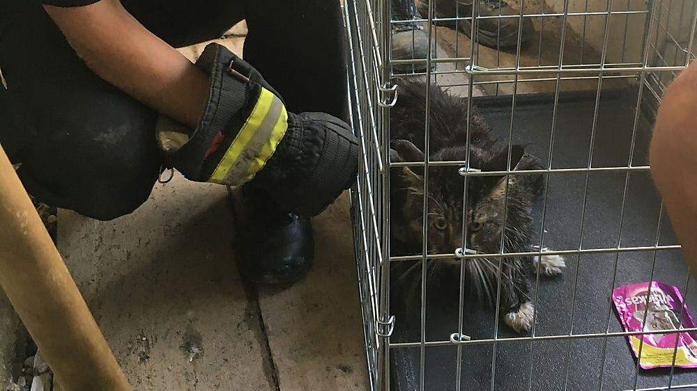 Feuerwehr rettete Katze aus Rohr