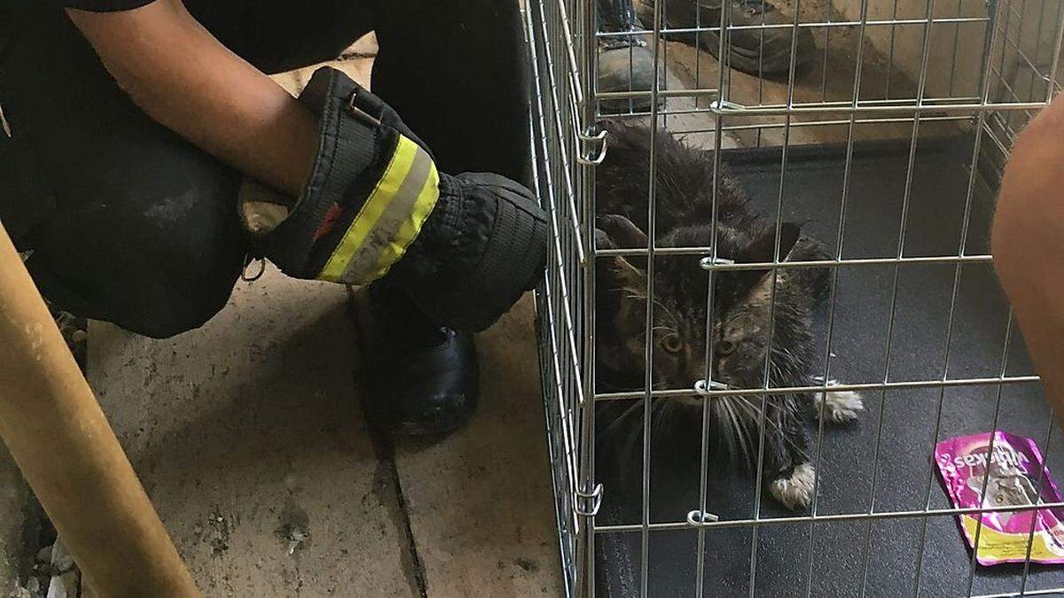 Feuerwehr rettete Katze aus Rohr