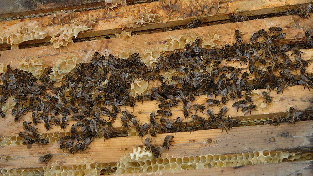   Die Varroa-Milbe hat in den Kärnten den Bienen leider stark zugesetzt. Die Natur ist aber auf Fremdbestäubung angewiesen