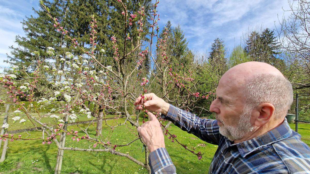 Josef Gallaun in seinem Garten