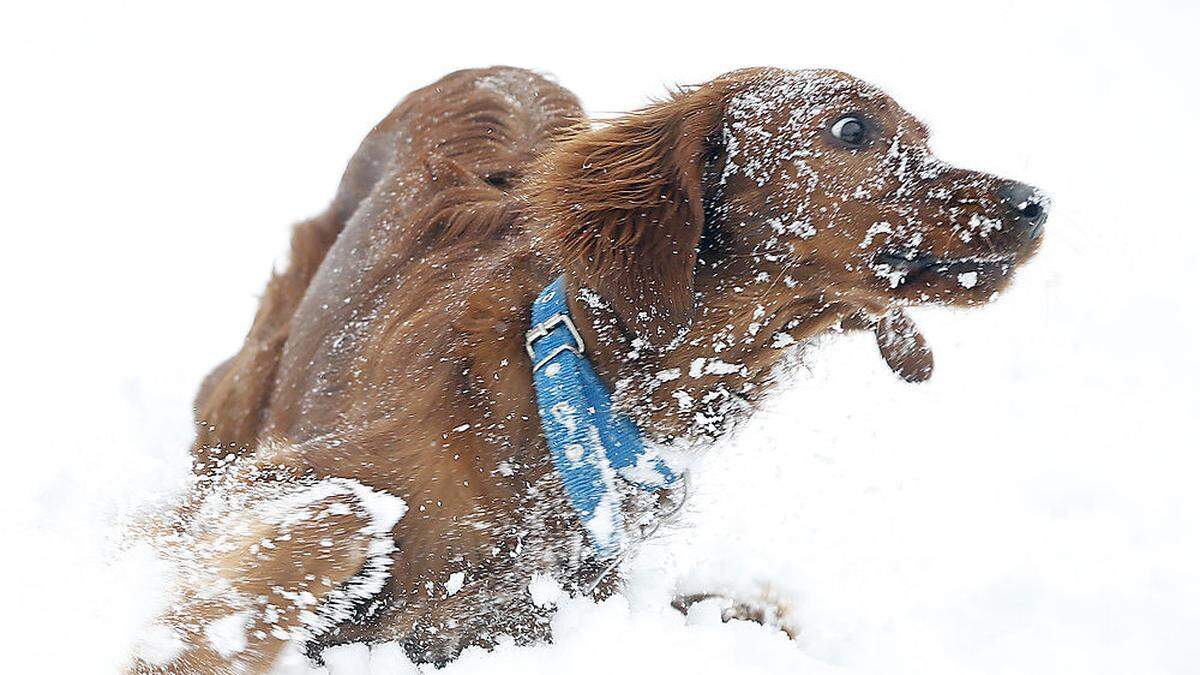 Nicht angeleint war ein Hund auf einem öffentlichen Weg in Hermagor (Symbolfoto)