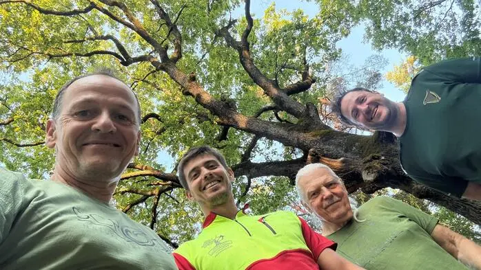 Der Baum gilt als „besonders schützenswert“, jedoch ist er noch kein Naturdenkmal. Baumpfleger Alexander Friesenbichler (2.v.l) schätzt das Alter der Eiche auf 150 bis 200 Jahre