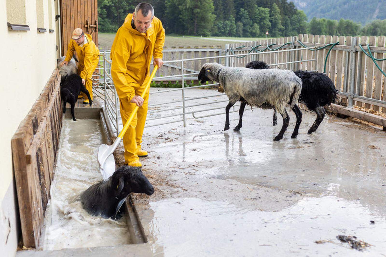 Thomas Zwischenberger und sein Vater Jakob schicken die Schafe nach der Reihe durch einen kurzen Kanal, den sie durchschwimmen müssen