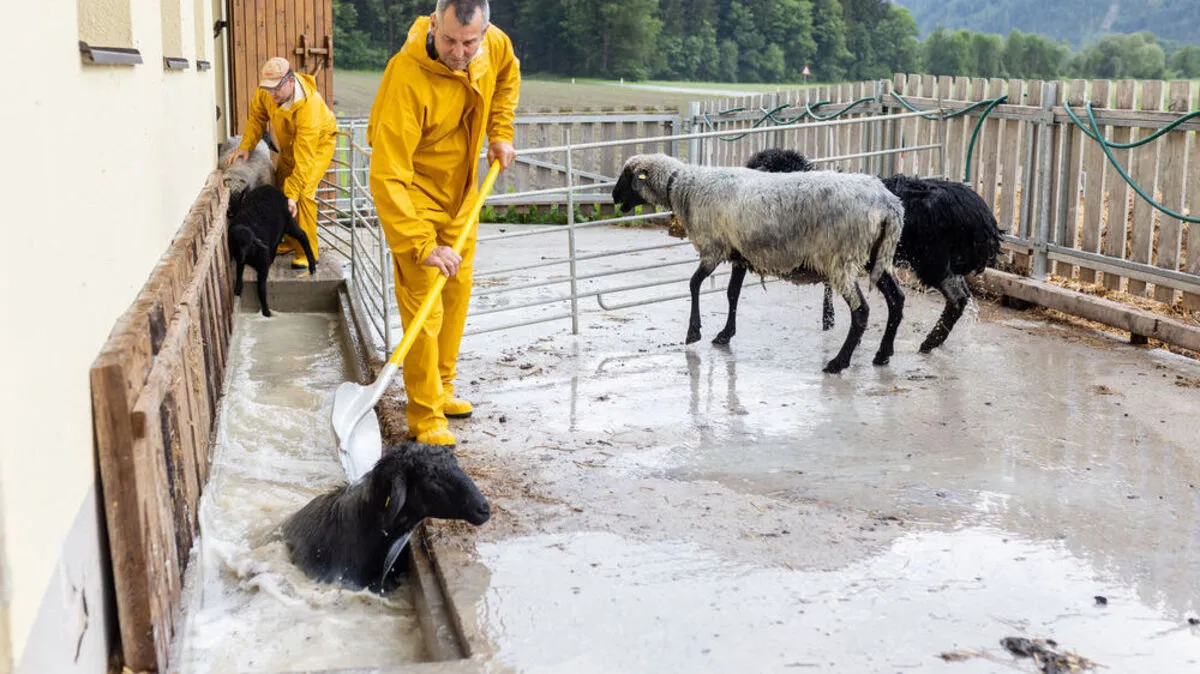 Thomas Zwischenberger und sein Vater Jakob schicken die Schafe nach der Reihe durch einen kurzen Kanal, den sie durchschwimmen müssen