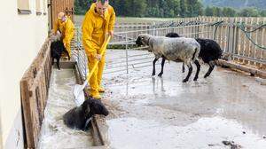 Thomas Zwischenberger und sein Vater Jakob schicken die Schafe nach der Reihe durch einen kurzen Kanal, den sie durchschwimmen müssen
