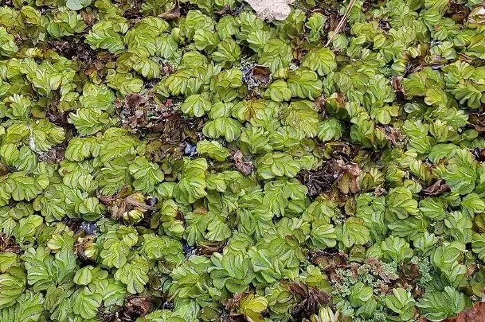 Salvinia: Weltweit gilt die auch „Lästiger Schwimmfarn“ genannte Pflanze zu den 100 invasivsten Arten überhaupt, in steirischen Gewässern taucht sie aufgrund der Klimaerwärmung auch bereits auf.Händisches Entfernen ist effektiv, aber aufwendig.