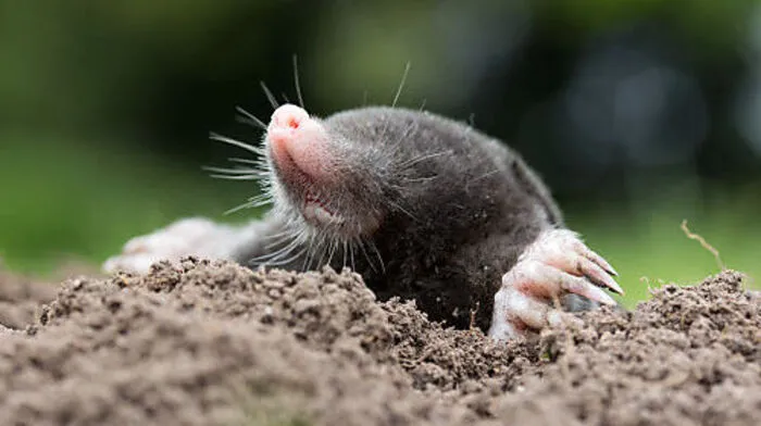 Der Maulwurf steht in der Steiermark unter Naturschutz
