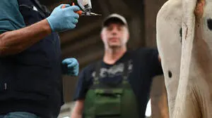 Tierärzte raten Landwirten zur Impfung, ehe die Temperaturen wieder ansteigen