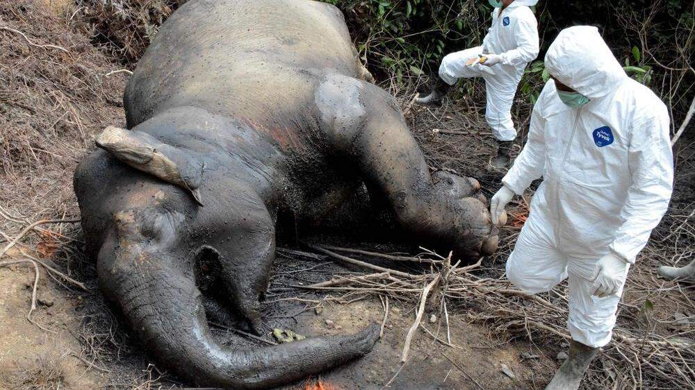Vergifteter Sumatra-Elefant in Indonesien tot aufgefunden