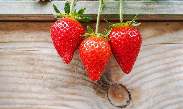 Herrlich: eigene Erdbeeren! Der Trend zum Naschgarten ist ungebrochen