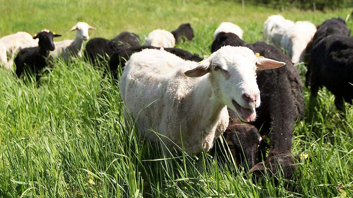 Im Lavanttal ist man derzeit auf der Suche nach Schafen (Sujetfoto)