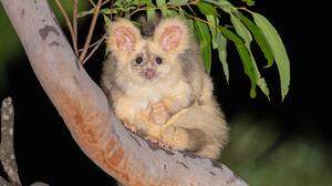 Die seltenen „Greater Gliders“ leben verborgen in den Baumkronen der australischen Wälder. 