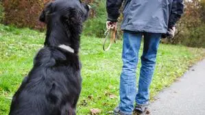 Die Jagdaufseher appellieren an die Hundebesitzer, ihre Tiere an die Leine zu nehmen (Symbolfoto)