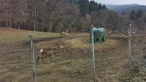 Laut besorgten Südsteirern werden die Tiere nicht ausreichend versorgt, die Behörde sieht das anders