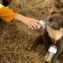 Das Bild von einem Feuerwehrmann, der einem Koala in den Buschfeuern Wasser gibt, ging um die Welt