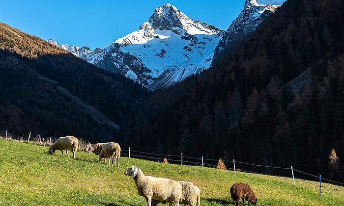  Der Großglockner ist mit seinen 3798 Metern der höchste Berg Österreichs und das Herzstück des Nationalparks Hohe Tauern