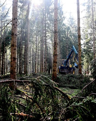 In Kärnten wächst jedes Jahr um 400 Hektar mehr Wald als geschlägert wird, sagt die Landwirtschaftskammer