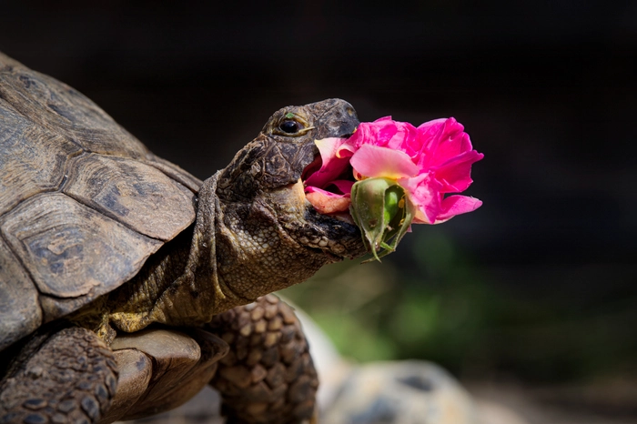 Edgar liebt es, Blumen zu essen, und ihre Favoriten sind Löwenzahn für den Frühling, Löwenmäulchen für den Sommer und hier kann man sie verschlingen sehen, als die ganze Gertrude Jekyll im letzten September aufging. Wir züchten sie für sie und da sie älter ist, füttern wir sie mit der Hand, wobei wir sie manchmal zwischen den Bissen zerbrechen, wie Sie sehen können...
Tier: Edgar (Mittelmeer-Spornschildkröte) 
Aufnahmeort: Wymondham, Norfolk, Großbritannien