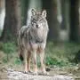 ABD0035_20180804 - ISSELBURG - DEUTSCHLAND: ARCHIV - ARCHIV - Ein Wolf (Canis Lupus Lupus), aufgenommen am 18.01.2017 in einem Gehege des Biotopwildpark Anholter Schweiz in Isselburg (Nordrhein-Westfalen).  (zu dpa: "Wolf auf Stippvisite - mehrere Sichtungen bislang in diesem Jahr") Foto: Bernd Thissen/dpa +++ dpa-Bildfunk +++. - FOTO: APA/dpa/Bernd Thissen