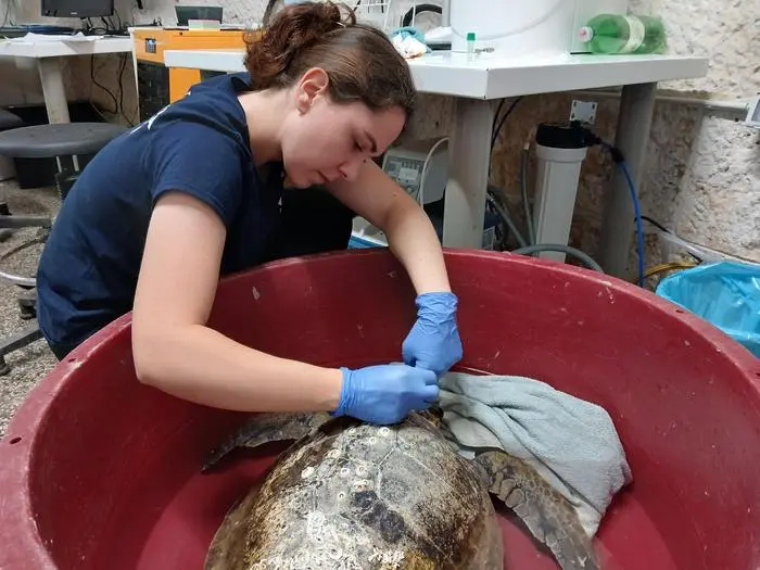 Die Meeresschildkröte bekommt eine Antibiotikatherapie udn liegt seit zwölft tagen auf der Intensivstation