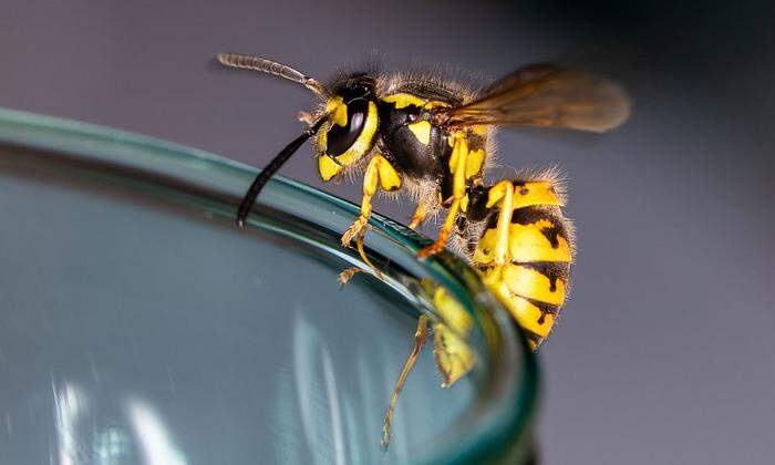 Aufgepasst! Das Gift der Wespe kann schlimme allergische Reaktionen hervorrufen