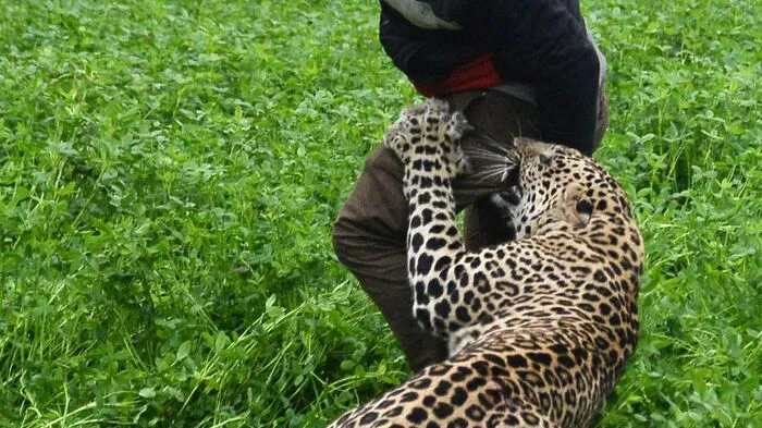 Ein wilder Leopard hat in der indischen Stadt Jalandhar eine Panik ausgelöst. Das Tier streifte am Donnerstag mehrere Stunden durch die 800.000 Einwohner zählende Stadt im Norden des Landes und verletzte vier Menschen, bevor es eingefangen werden konnte.  