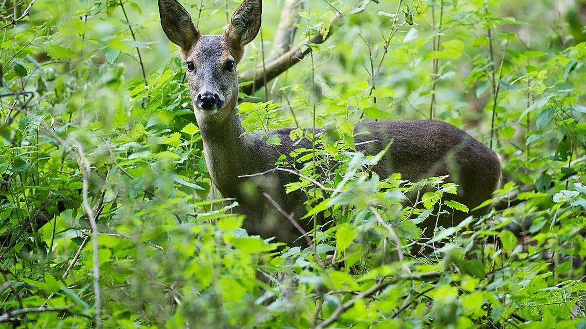 Ein Reh sieht jeden Hund, egal wie groß, als Gefahr