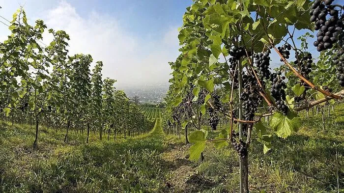 Kulinarisch und landschaftlich hat das Lavanttal viel zu bieten