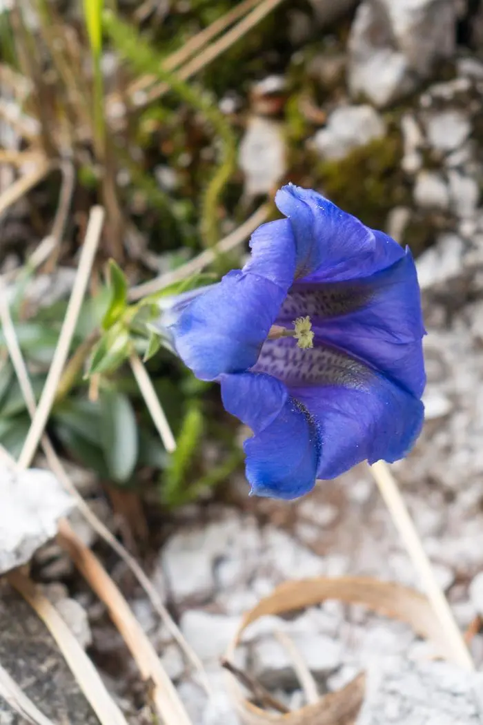Die Klamm besticht mit ihrer Flora und Fauna